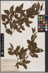 Foto von Salix caprea L. x Salix silesiaca Willd.